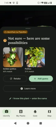 FloraLens result — confidence-ranked species candidates