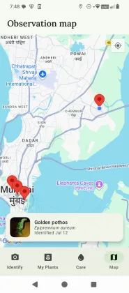FloraLens observation map — identified plants pinned on Google Maps
